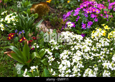 Primula Vulgaris, Primel, verschiedene farbige Pflanzen Stockfoto