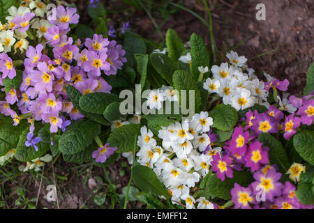 Primula Vulgaris, Primel, verschiedene farbige Pflanzen Stockfoto