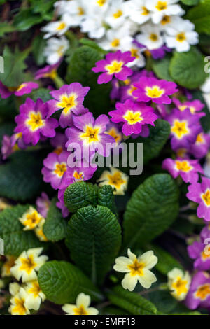 Primula Vulgaris, Primel, verschiedene farbige Pflanzen Stockfoto