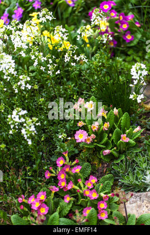 Primula Vulgaris, Primel, verschiedene farbige Pflanzen Stockfoto