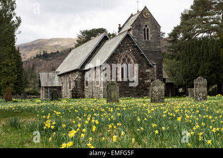 Frühlingsblumen auf dem Friedhof der St. Patricks Kirche im Dorf Patterdale, Lake District Cumbria England UK Stockfoto