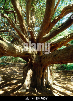 Eines 20 alte Eiben genannt die "Druiden" Bäume im Herzen von Kingley Vale National Nature Reserve. Stockfoto