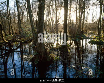 Erle Carr, Frensham Common, Surrey, England. Aufgeweichten bewaldeten Umgebung mit Erlen im Winter. Surrey Hills AONB. Stockfoto