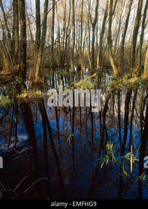 Erle Carr, Frensham Common, Surrey, England. Aufgeweichten bewaldeten Umgebung mit Erlen im Winter. Surrey Hills AONB. Stockfoto