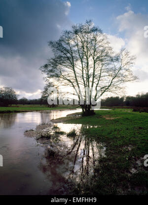 Erle Baum wächst am Ufer des Fluss Wey, auf Thundry Wiesen, Elstead, Surrey, England. Flusspegel hoch nach Starkregen. Stockfoto