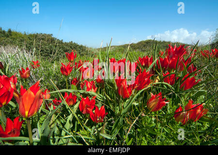 Wilde Tulpen blühen im Frühling, Israel Stockfoto