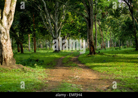 Waldweg im Frühjahr Stockfoto