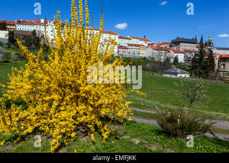 Prager Schloss Blick, Prager Frühling Prag, Tschechische Republik Forsythia Sträucher blühende Frühlingsblumen blauer Himmel Stockfoto