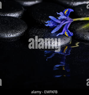 wunderschöne Spa-Konzept der blühende Iris Blume und schwarzen Zen Steinen auf Welligkeit Spiegelung Wasser, Nahaufnahme Stockfoto