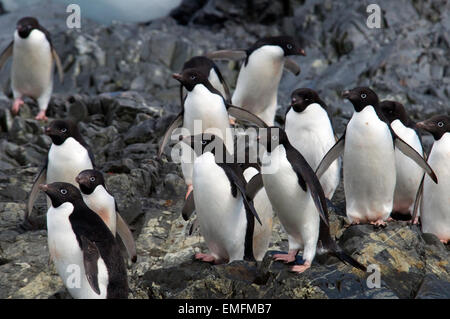 Gruppe der antarktischen Halbinsel Antarktis Adelie-Pinguine Hope Bay Stockfoto