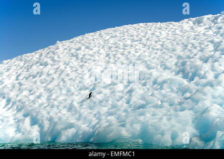 Einzelne Adelie Pinguin auf Eisberg Hope Bay antarktischen Halbinsel Antarktis Stockfoto