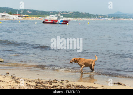 Straßenhund am Strand von Ramatuelle Französisch Stockfoto