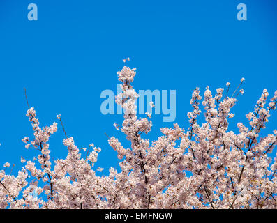 Kirschblüten mit Textfreiraum Stockfoto