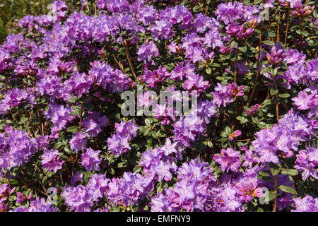 Reichliche Massen der zarten Blüte des blauen Diamanten Rhododendron blüht ein Zeichen des Frühlings Stockfoto