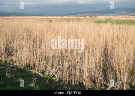 Borth Torfmoor Cors Fochno mit Borth, Ceredigion, Mid Wales. Beliebte Welsh/Englisch BBC TV-Krimiserie Hinterland hier gedreht. Stockfoto