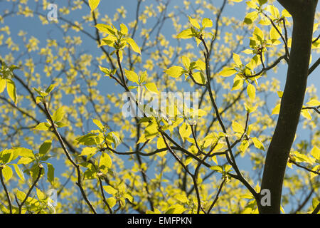 neue Blätter von Cornus Controversa Hartriegel eine lebendige grüne Blatt-Hintergrundbeleuchtung gegen blauen Himmel ein schönen Zeichen des Frühlings, in Entwicklung Stockfoto