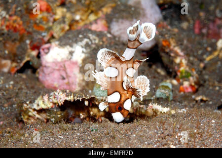 Harlekin, oder Viele beschmutzt, Süßlippen, Plectorhinchus chaetodonoides. Kinder ca. 1,5 cm in der Länge. Stockfoto