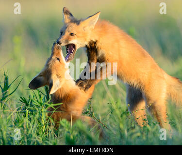 Red Fox Cubs im Spiel (Vulpes Vulpes), Missoula, Montana Stockfoto