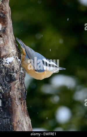 Red-breasted Kleiber (Sitta Canadensis), Western Montana Stockfoto