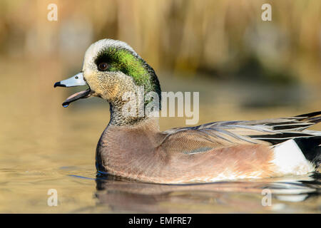 Amerikanische Pfeifente Drake (Anas Americana), Pacific Northwest Stockfoto