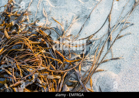 Laminaria (Seetang) Algen am Meeressand Stockfoto