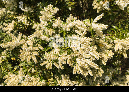 Massen von kleinen Glocke geformte Blumen von der Schneekönigin Pieris Japonica Strauch ein Mitglied der Familie der Heidekrautgewächse Stockfoto