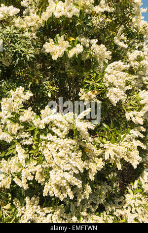 Massen von kleinen Glocke geformte Blumen von der Schneekönigin Pieris Japonica Strauch ein Mitglied der Familie der Heidekrautgewächse Stockfoto