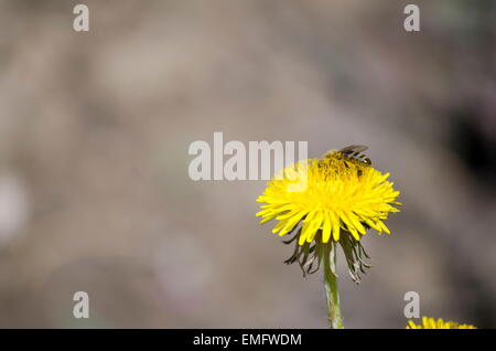 Bienen sammeln Pollen aus einer gelben Blume Stockfoto