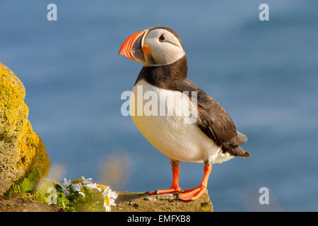 Papageitaucher (Fratercula Arctica) thront auf den Klippen und Felsen mit Rasen, Island Stockfoto