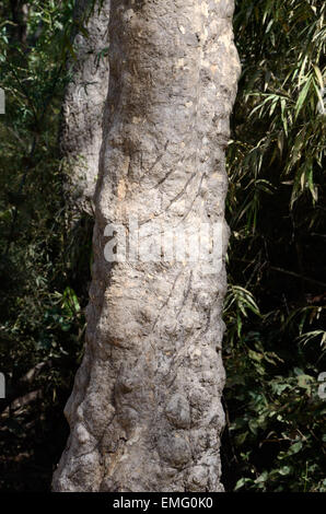 Tiger Kratzspuren an einem Baumstamm Kanha National Park Madhya Pradesh, Indien Stockfoto