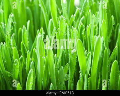 Frischen grünen Rasen bedeckt mit Tautropfen. Stockfoto