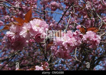 Aberystwyth, Wales, UK. 21. April 2015. 21. April 2015. Wettermuster verlängern die Lebensdauer der Blüten in Aberystwyth. Chief RHS Berater sagt, dass Blüten (besonders Kirschblüten) in ganz Großbritannien aufgrund der sonnigen Tage und kalte Nächte länger haltbar sind. Bildnachweis: Jon Freeman/Alamy Live-Nachrichten Stockfoto