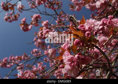 Aberystwyth, Wales, UK. 21. April 2015. 21. April 2015. Wettermuster verlängern die Lebensdauer der Blüten in Aberystwyth. Chief RHS Berater sagt, dass Blüten (besonders Kirschblüten) in ganz Großbritannien aufgrund der sonnigen Tage und kalte Nächte länger haltbar sind. Bildnachweis: Jon Freeman/Alamy Live-Nachrichten Stockfoto