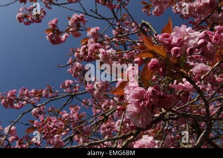 Aberystwyth, Wales, UK. 21. April 2015. 21. April 2015. Wettermuster verlängern die Lebensdauer der Blüten in Aberystwyth. Chief RHS Berater sagt, dass Blüten (besonders Kirschblüten) in ganz Großbritannien aufgrund der sonnigen Tage und kalte Nächte länger haltbar sind. Bildnachweis: Jon Freeman/Alamy Live-Nachrichten Stockfoto
