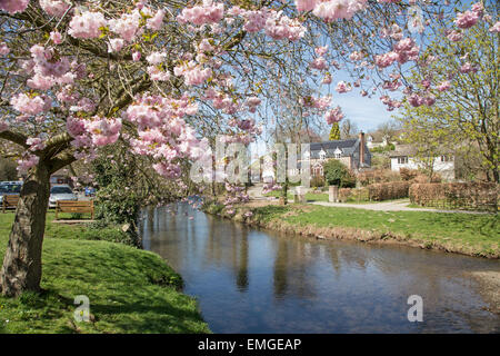 Frühling blühen in der kleinen ländlichen Stadt von Clun, Shropshire, England, UK Stockfoto