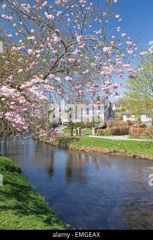 Frühling blühen in der kleinen ländlichen Stadt von Clun, Shropshire, England, UK Stockfoto