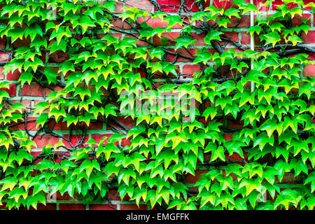 Ziegelmauer, bewachsen mit Reben als Hintergrund verwenden Stockfoto