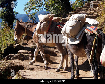 Pack-Esel-Sherpa tragen laden Lukla Nepal Asien Stockfoto