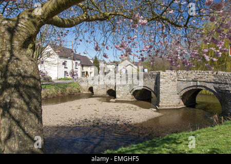 Frühling blühen in der kleinen ländlichen Stadt von Clun, Shropshire, England, UK Stockfoto