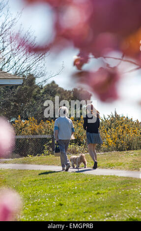 Bournemouth, Dorset, UK 21. April 2015.  Blick durch die rosa Blüten auf zwei Frauen zu Fuß Hund auf die rührende bei Alum Chine, Bournemouth im April Credit: Carolyn Jenkins/Alamy Live News Stockfoto