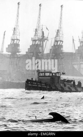 Zwei der Schule von 25-30 Delfine schwimmen in der Themse in der Nähe von Naval College in Greenwich. 29. Oktober 1965. Stockfoto