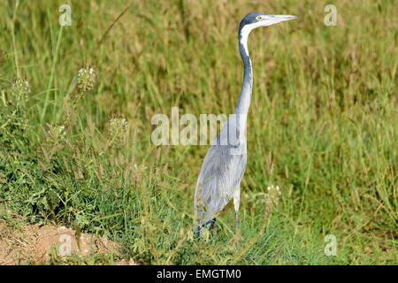 Ardea Cinerea grauen Reiher in Serengeti Nationalpark, Tansania, Afrika Stockfoto