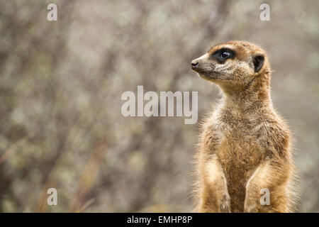 Ein Erdmännchen auf Wache mit negativen Raum links vom Rahmen Stockfoto