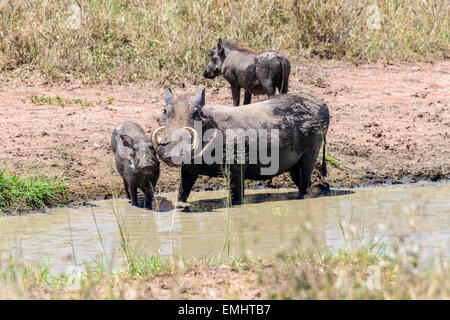 Phacochoerus Africanus, gemeinsamen Warzenschwein-Familie unter einem Schlamm Baden in Serengeti Nationalpark, Tansania, Afrika Stockfoto