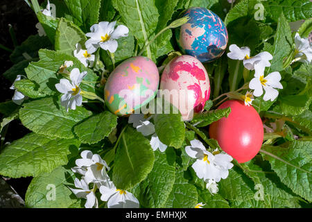 Bunte Ostereier auf Frühlingsblumen im Garten Stockfoto