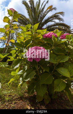 Hydrangea blüht, Stockfoto