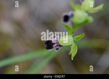 Wilde Orchidee, Ophrys Dyris, Ophrys Omegaifera SSP. Dyris, Ophrys Fusca SSP. Dyris, Andalusien, Südspanien. Stockfoto