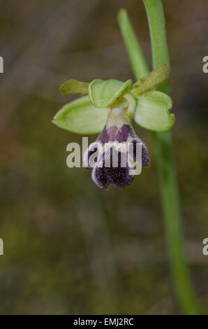 Wilde Orchidee, Ophrys Dyris, Ophrys Omegaifera SSP. Dyris, Ophrys Fusca SSP. Dyris, Andalusien, Südspanien. Stockfoto