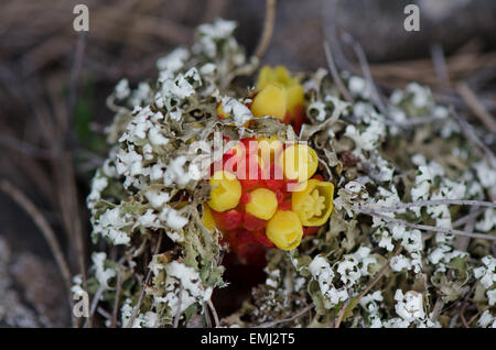 Cytinus Hypocistis, Ameisen bestäubt Arten, parasitäre Pflanze. Andalusien, Spanien. Stockfoto