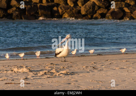 Pelikan stehen an der Spitze der Möwen am Strand Stockfoto